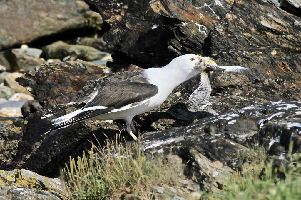 Great Black-Backed Gull Eating a Tern Chick by Brette Soucie/U. S. Fish and Wildlife Service - Northeast Region is marked with CC PDM 1.0